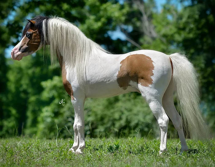 Champion Farms Nighthawk - Miniature Stallion